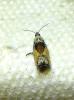 306073 – Photo : Moth-er – France (69)